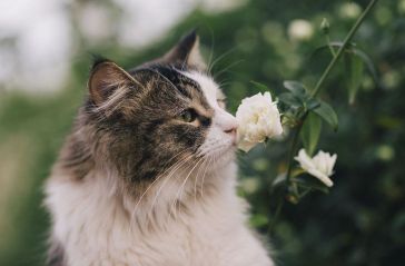 cat sniffing flower